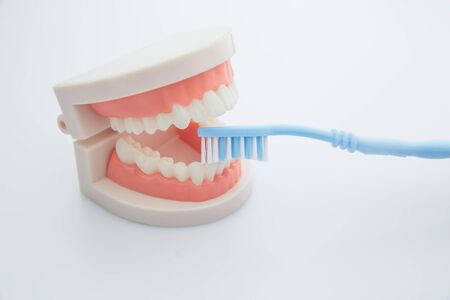 Dentistry, medicine, medical equipment and stomatology concept. Jaw model with blue toothbrush on white backgroundの写真素材