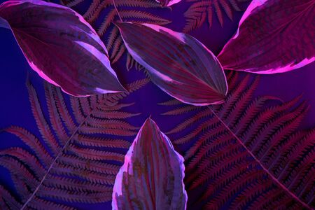 Tropical leaf forest glow in the black light background. High contrast.