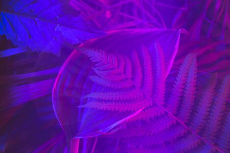 Tropical leaf forest glow in the black light background. High contrast.の写真素材