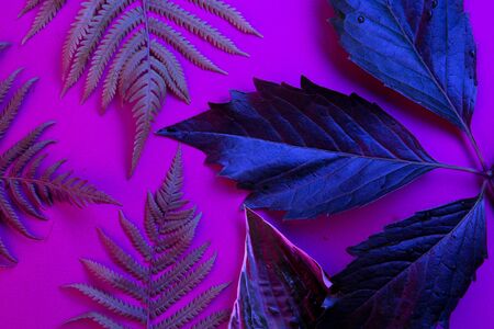 Tropical leaf forest glow in the black light background. High contrast