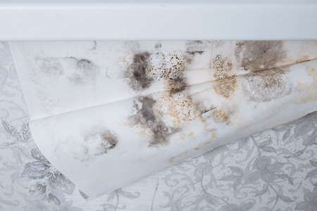 Black mold buildup in the corner of an old house. development of mildew under the Wallpaperの写真素材