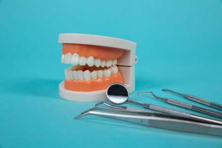 Fake jaw with medical instruments isolated on the blue background.の写真素材