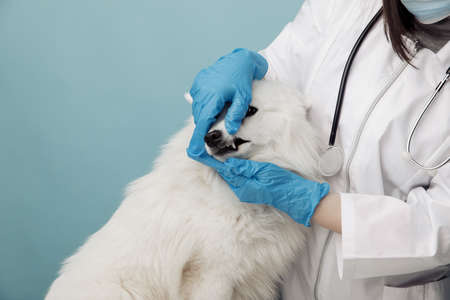 Veterinary checks the teeth dog on the table in vet clinic, veterenary concept