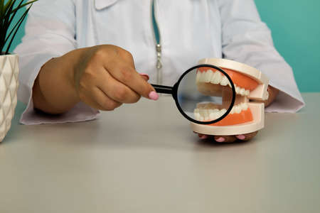 A plastic model of the jaw in the hands of a dentist