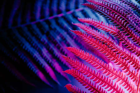 Blue-pink fern plants on a dark background