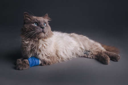 animal protection concept. homeless cat with a bandage on his head.の写真素材