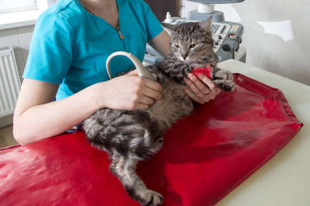 cat test on animal hospital. Cat having ultrasound scan in vet office. Cat in veterinary clinicの写真素材
