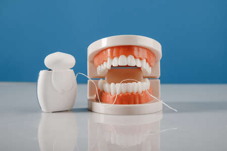 Model of a human jaw with dental floss on a blue background close-up. Oral hygiene concept