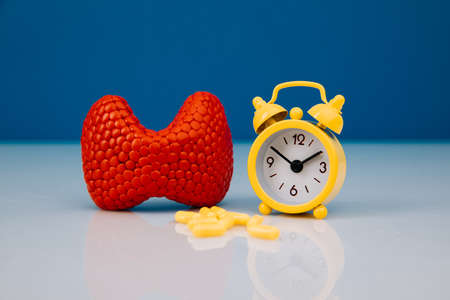 Red model of gland and yellow alarm clock with medicines close-up. Thyroid disease prevention and early treatment conceptの写真素材