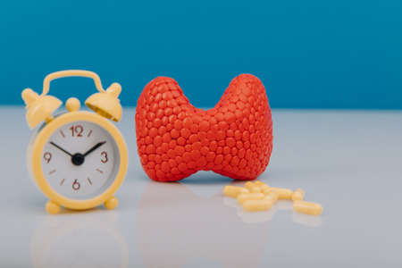 Thyroid disease prevention concept. Model of gland and alarm clock with medicines close-upの写真素材