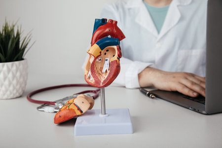Anatomical model of the heart on the doctor's table with stethoscope.の写真素材