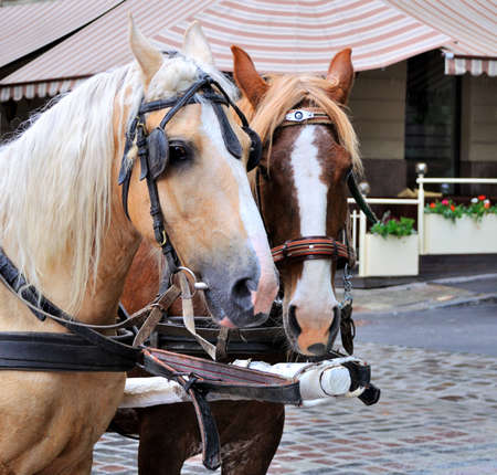 Horses in carriageの写真素材
