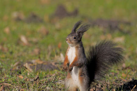 Red forest squirrel playing outdoors.の写真素材