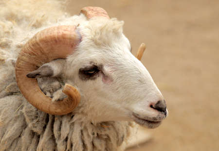 The head of a ram closeup.の写真素材