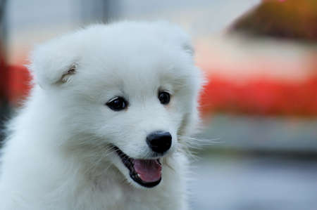 An small white Samoyed, very cute