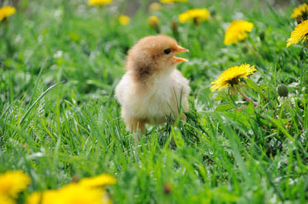Little chicken on green grass.の写真素材