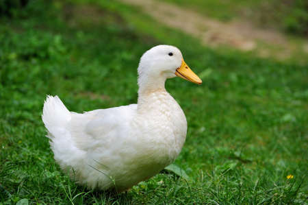 Duck close up on a background of green grassの写真素材