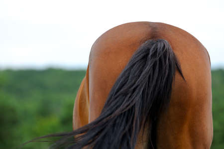 The horse is grazing in the pasture.の写真素材