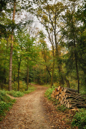 The path in the autumn forest.