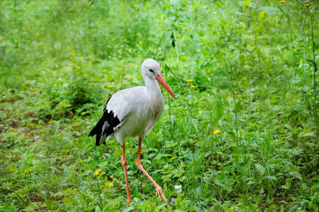 Adult stork in its natural habitat