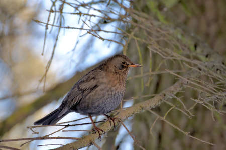 Song thrush singing in the woodsの写真素材