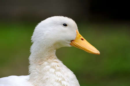 Duck close up on a background of green grassの写真素材