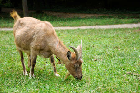 Portrait of goat on a background of green grass.の写真素材