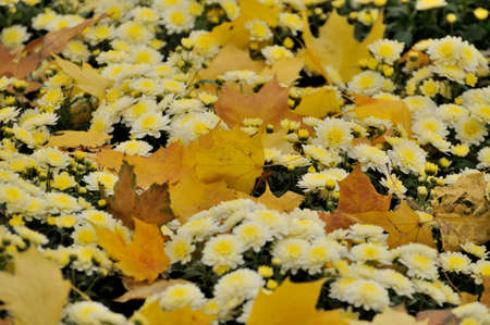Autumn leavesの写真素材