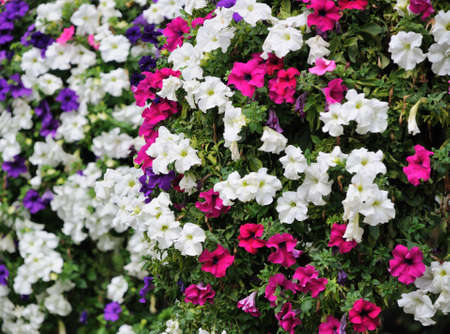 Flowersの写真素材