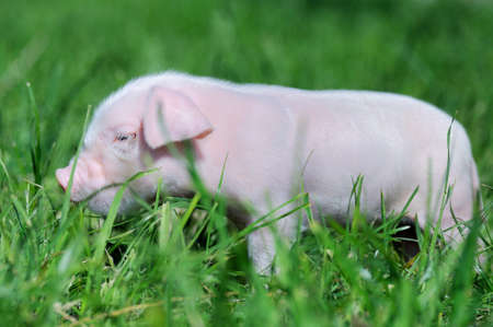 Small piglet on a green grassの写真素材