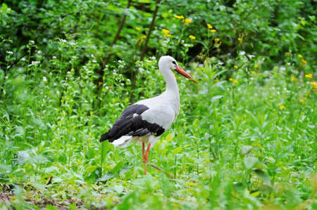 Adult stork in its natural habitatの写真素材