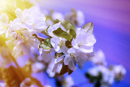 Flowering branch on a background of blue skyの写真素材