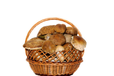 Mushrooms isolated on white backgroundの写真素材