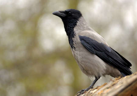 crowの写真素材