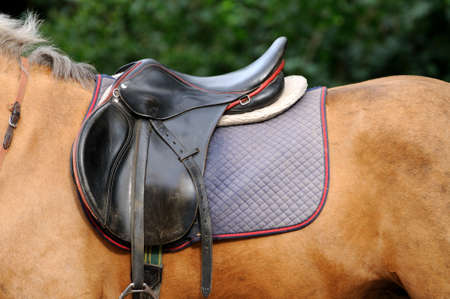 Leather saddle horse close up.の写真素材