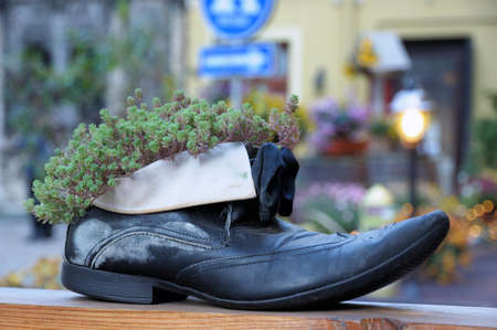 Flower growing from old boot used as potの写真素材