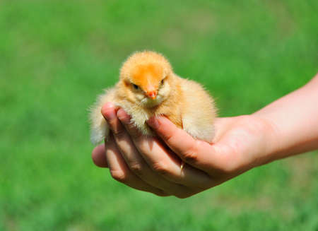 Hand with Chicken on green background.の写真素材