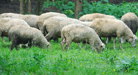 A flock of sheep grazes on a green field