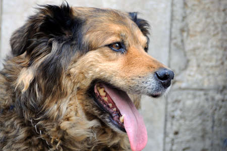 The head of a dog close-up portraitの写真素材
