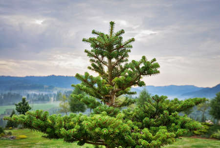 Christmas trees growing in a landscaped garden