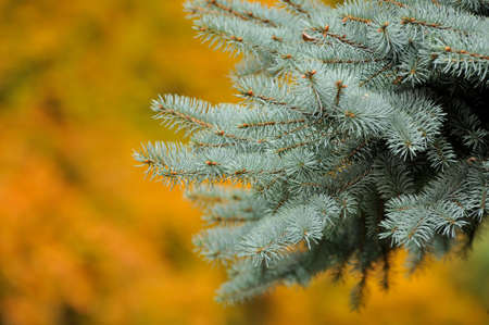 The branch of a Christmas tree in autumn