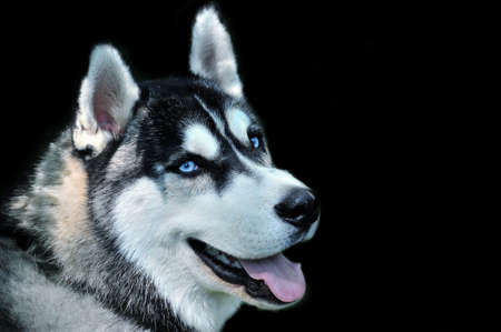 Muzzle dog on a dark background