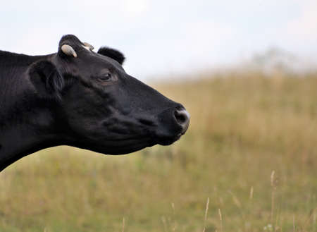 Cow on pasture eating grass.の写真素材