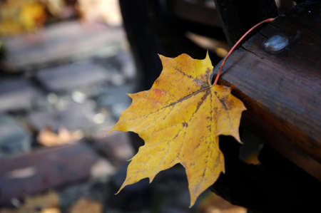 yellow leaf on wooden deckの写真素材