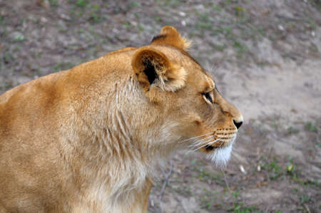 Close Up picture of a male lion.