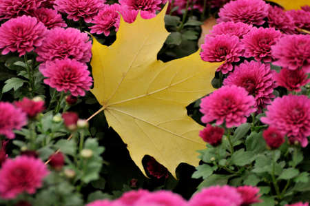 Autumn leaves