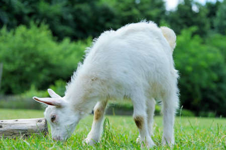 A white baby goat against grassの写真素材