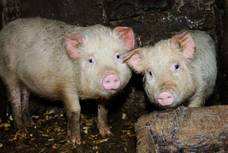 Two pigs in traditional farmの写真素材