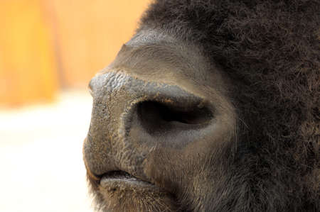 bison\'s nose