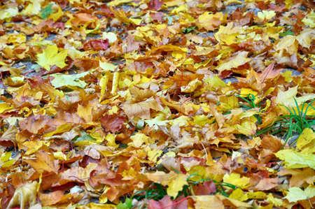 Background group autumn orange leaves. Outdoor.